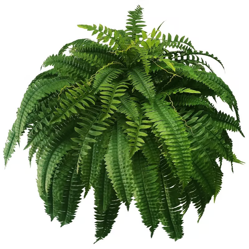 🔥Last Day 50% OFF--🌿UV Resistant Lifelike Artificial Boston Fern