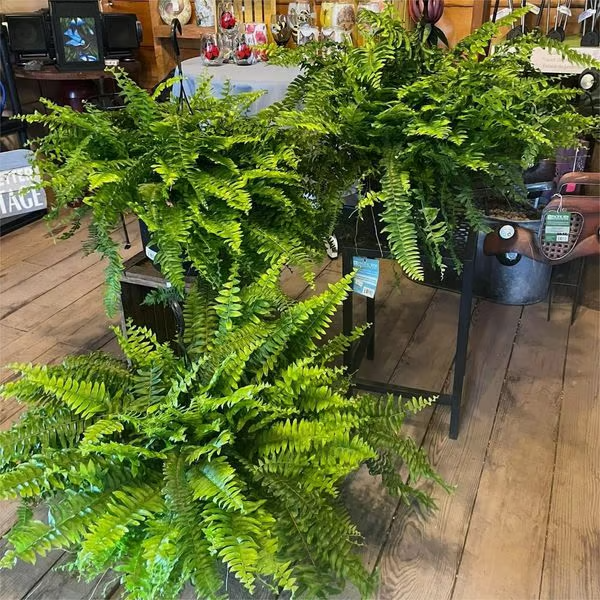 🔥Last Day 50% OFF--🌿UV Resistant Lifelike Artificial Boston Fern