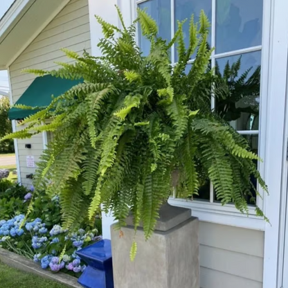 🔥Last Day 50% OFF--🌿UV Resistant Lifelike Artificial Boston Fern