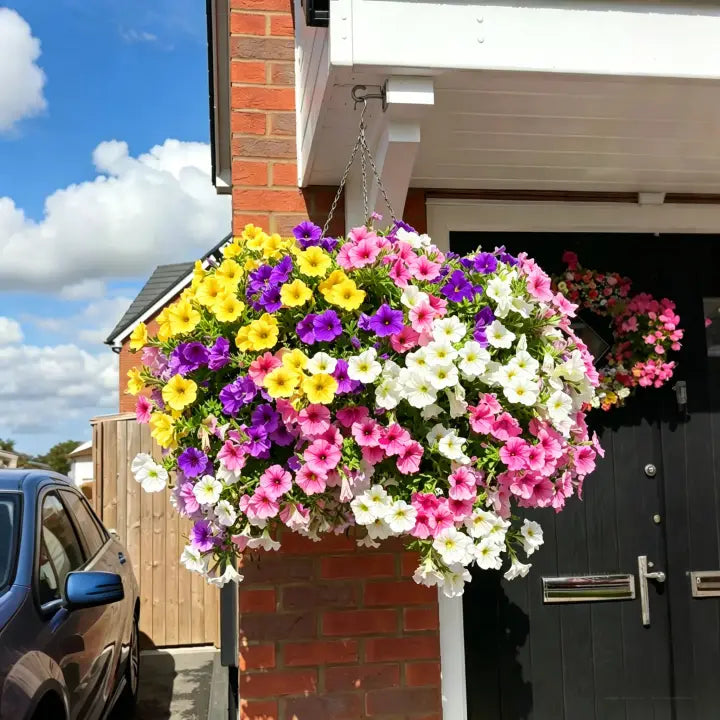 🔥ONLY $19.99🔥UV Resistant Artificial Petunias Flowers