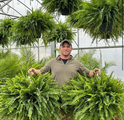🔥 $9.9 On Sale Last Day 🌱 UV-Resistant Realistic Artificial Boston Fern